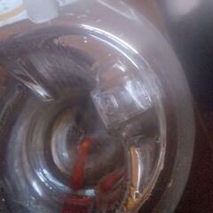 ボトル入りニシキゴイ(3匹)追加品出ししました。の画像