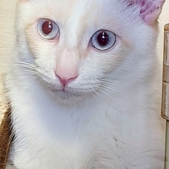 ブルーの瞳と巻き尻尾がかわいい　玲