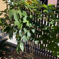 カクレミノ 2つまとめて希望
の画像