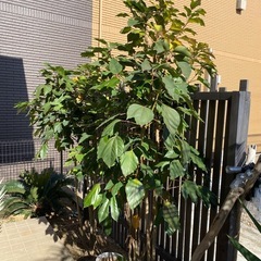 カクレミノ 2つまとめて希望
の画像