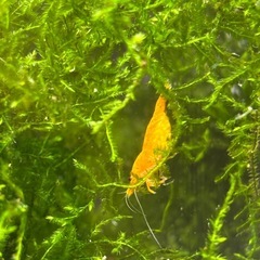 オレンジシュリンプ抱卵個体1匹の画像