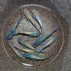 メダカ　ネプチューン　♂4  ♀6     11/29の画像