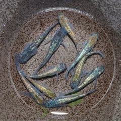 メダカ　ネプチューン　♂4  ♀6     11/29の画像