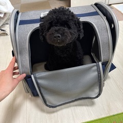 ペットキャリーバッグの画像