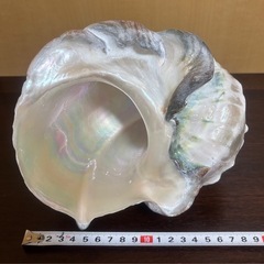 ★引き取り限定★夜光貝の画像