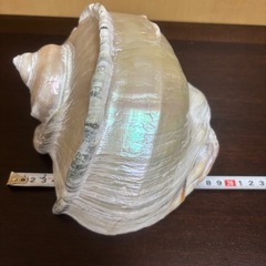 ★引き取り限定★夜光貝の画像