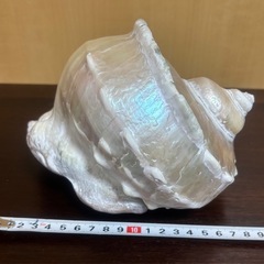 ★引き取り限定★夜光貝の画像
