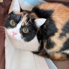 ブリティッシュショートヘア