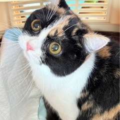 ブリティッシュショートヘア - 猫