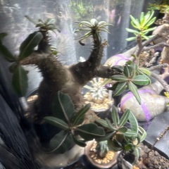 パキポディウムマカイエンセ　現地株の画像