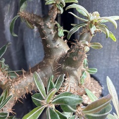 パキポディウムマカイエンセ　現地株の画像