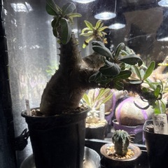 パキポディウムマカイエンセ　現地株の画像