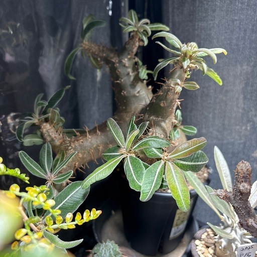 パキポディウムマカイエンセ　現地株