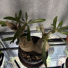 パキポディウムイノピナツム　現地株の画像