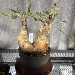 パキポディウムイノピナツム　現地株の画像