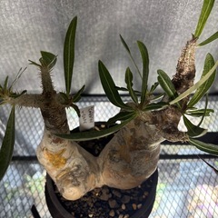 パキポディウムイノピナツム　現地株の画像