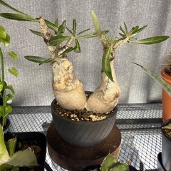 パキポディウムイノピナツム　現地株の画像