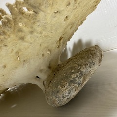 サンゴの化石 珊瑚 さんご 特大 約80cm 置物 オブジェ インテリア 観賞用 自然物 縁起物 飾り 状態込み 希少ガーデニング 床の間 玄関 の画像
