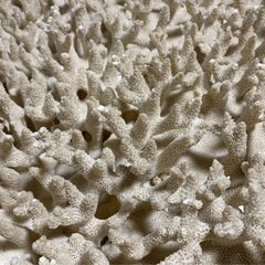 サンゴの化石 珊瑚 さんご 特大 約80cm 置物 オブジェ インテリア 観賞用 自然物 縁起物 飾り 状態込み 希少ガーデニング 床の間 玄関 の画像