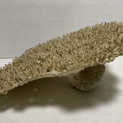 サンゴの化石 珊瑚 さんご 特大 約80cm 置物 オブジェ インテリア 観賞用 自然物 縁起物 飾り 状態込み 希少ガーデニング 床の間 玄関 の画像