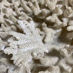 サンゴの化石 珊瑚 さんご 特大 約80cm 置物 オブジェ インテリア 観賞用 自然物 縁起物 飾り 状態込み 希少ガーデニング 床の間 玄関 の画像