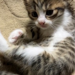 里親様先行予約募集