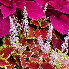 オリヅルラン、コリウスください