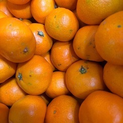 八幡浜早生みかん5キロの画像