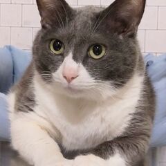 グレーの猫を探しています。