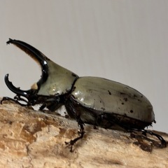 グラントシロカブト成虫♂♀ペアの画像