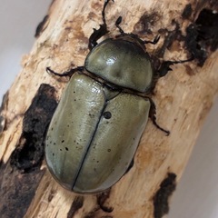 グラントシロカブト成虫♂♀ペアの画像