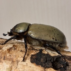 グラントシロカブト成虫♂♀ペアの画像