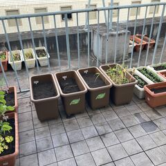 【ベランダ菜園とペットボトルベジの体験会】12/14(日)     ベランダで無農薬、無肥料栽培で野菜を作る、種まき体験会。自然栽培で自給自足の画像