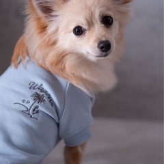 【新品】トレーナーセット2点　スウェット カジュアル 犬とおそろい ペアルックの画像