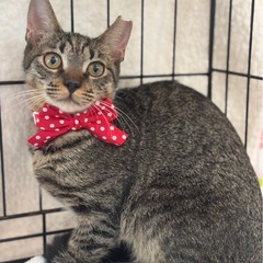 優しい性格の女の子ピノ🍒とっても美人さんです