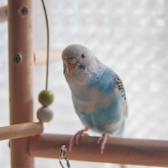 杉並区　セキセイインコ　迷子 - 杉並区