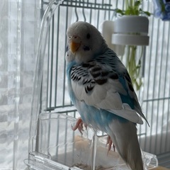 杉並区　セキセイインコ　迷子 − 東京都