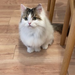 ミヌエット 男の子 血統書付 問い合わせご気軽に、凄く飼い…