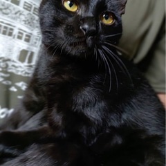 黒猫　子猫　人懐こい