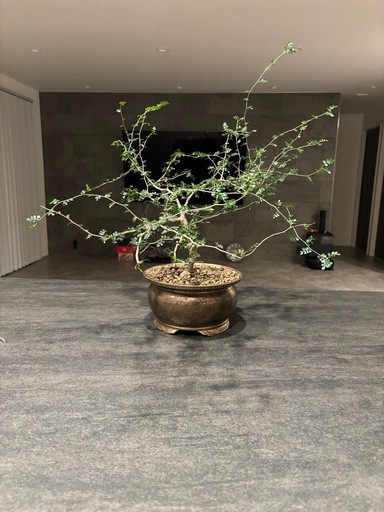 オペルクリカリア    パキプス