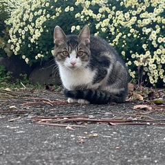 抱っこ大好き猫ちゃん