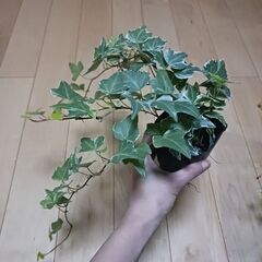 500円　アイビー　ロング　3号ポット苗　斑入り　ヘデラの画像