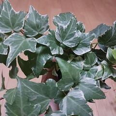 500円　アイビー　ロング　3号ポット苗　斑入り　ヘデラの画像