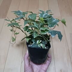 500円　アイビー　ロング　3号ポット苗　斑入り　ヘデラの画像