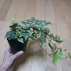 500円　アイビー　ロング　3号ポット苗　斑入り　ヘデラの画像