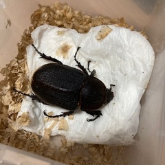 ヘラクレスオオカブト　メス単品の画像