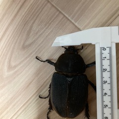 ヘラクレスオオカブト　メス単品の画像