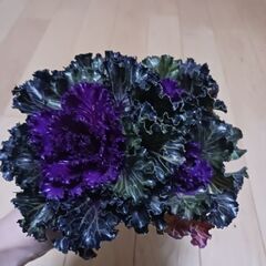 800円　葉ぼたん　3号ポット苗　赤ずきんの画像