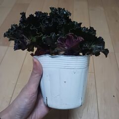 800円　葉ぼたん　3号ポット苗　赤ずきんの画像