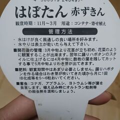 800円　葉ぼたん　3号ポット苗　赤ずきんの画像